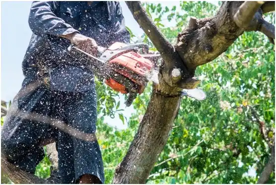 tree services Auburndale
